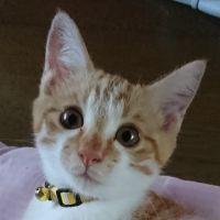 シェルねこ 会員画像