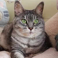 さくらいろ 会員画像