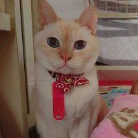 ちよのすけ丸 会員画像