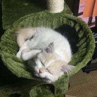 猫車 会員画像