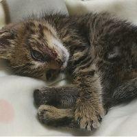 にゃん吾郎さん 会員画像