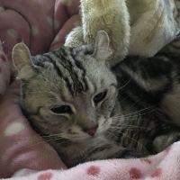 ちゃんぴ 会員画像