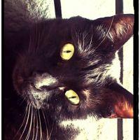 黒猫灰猫 会員画像