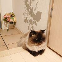 ひますずはな 会員画像