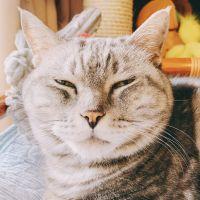 猫野りんこ 会員画像