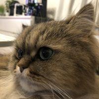 *coco* 会員画像