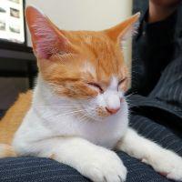 ももすてぃんさん
