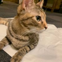 きざみのり 会員画像