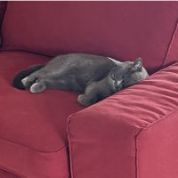 ブリちゃんママ 会員画像