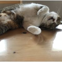 にゃーご、チョコ 会員画像