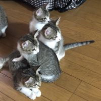 猫マオマオ 会員画像