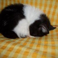 ayaneco 会員画像