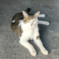 ツナマヨ123 会員画像