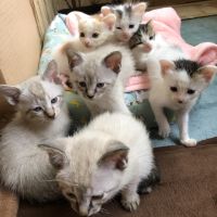 ワンハート 会員画像