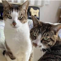 オユリ