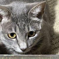 里山猫パパ 会員画像