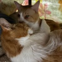 ちゃこるしぇさん