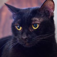 amourlejour 会員画像