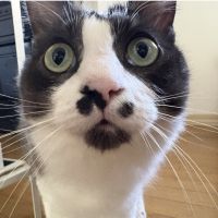 とんもんさん