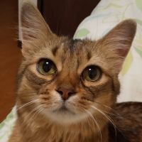 トマトと猫が好き 会員画像