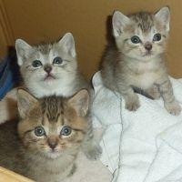 こにぃ 会員画像