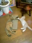 ちーこ 会員画像