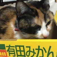 しのべ 会員画像