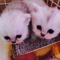 しらすちゃん 会員画像