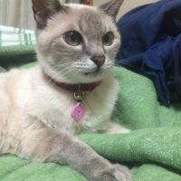 キンカラ 会員画像