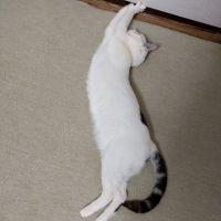 会員画像