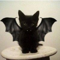 どんぐり目さん