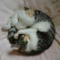会員画像