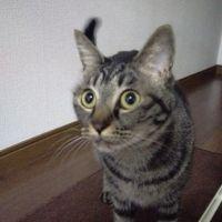 natumikan 会員画像