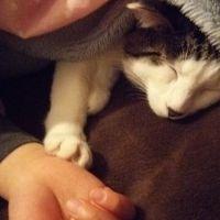 さくら猫 会員画像