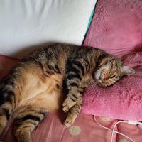 猫大好きあさりん 会員画像