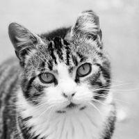 ねこすけくん 会員画像