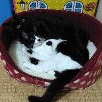 コ ラ ソ ン 会員画像