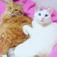 ブリック 会員画像