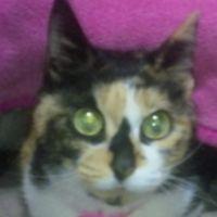 きゅーぴーこた 会員画像