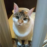 メメタロウさん