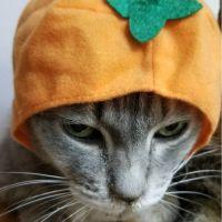 cat cat cats 会員画像