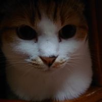 会員画像