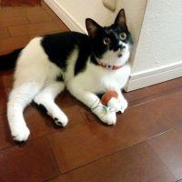 そらちムギさん