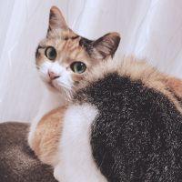 はさみさんさん