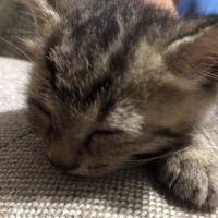 maaacha 会員画像