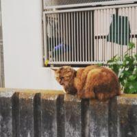 会員画像