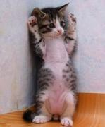ずきねこ 会員画像