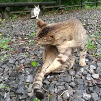 kokomi 会員画像