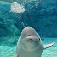 会員画像