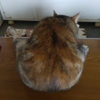 小川 光明 会員画像